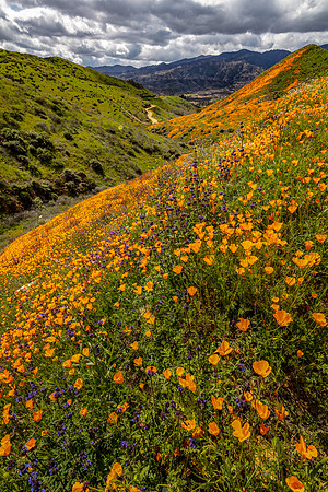 Distant Trail, Walker Canyon