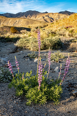 Lone Lupine, Anza-Berrego Dessert SP