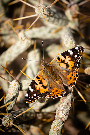 Painted Lady, Anza-Boreego Desert SP