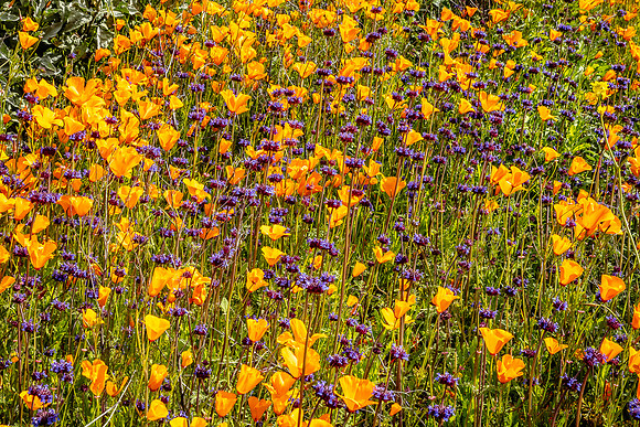 Poppies & Chia, Walker Canyon