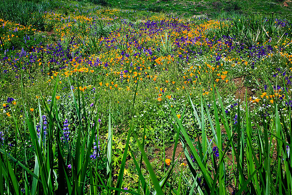 Grass Screen, La Jolla Canyon