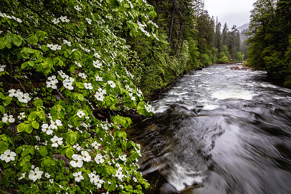 Dogwoods Along the Merced River