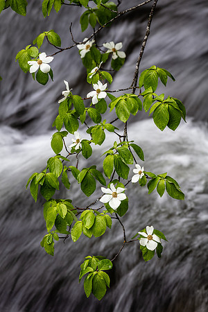 Dogwood Brach Over Merced River