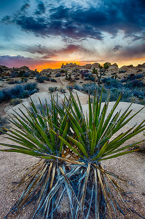 Yucca Twins