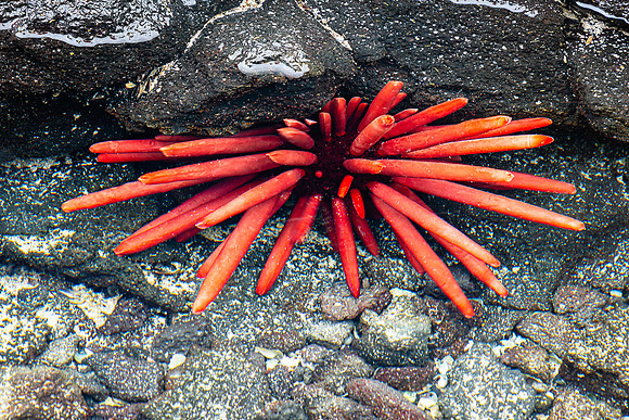 Pencil Urchin