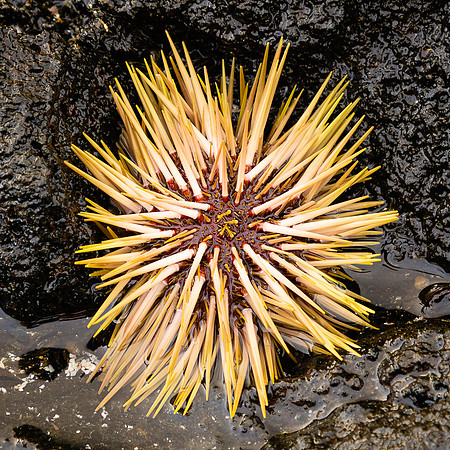 Spiny Urchin