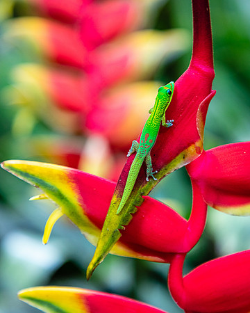 Gecko on Heliiconia