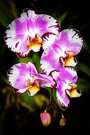 Multi-colored Orchid