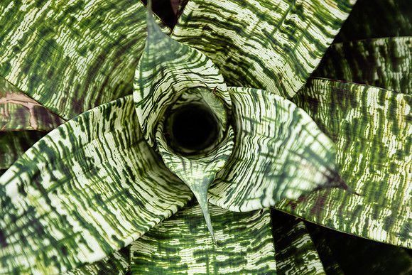 Bromeliad