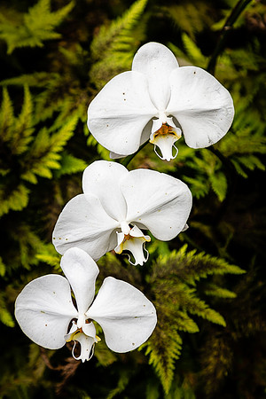 White Orchid Trio