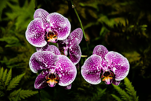 Varigated Orchid