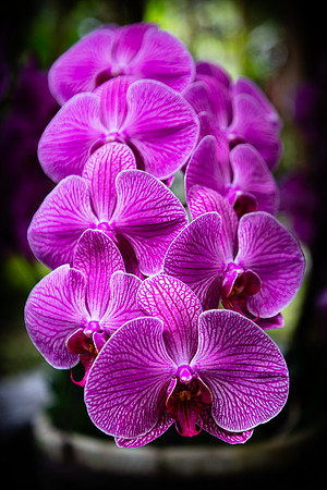 Common Orchid