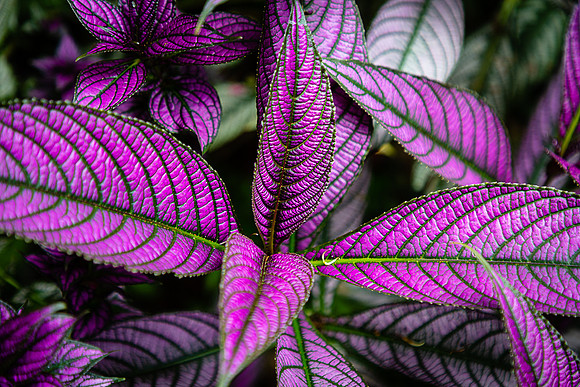 Purple Leaves