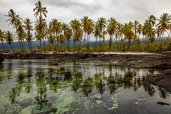 Reflecting Palm Pond