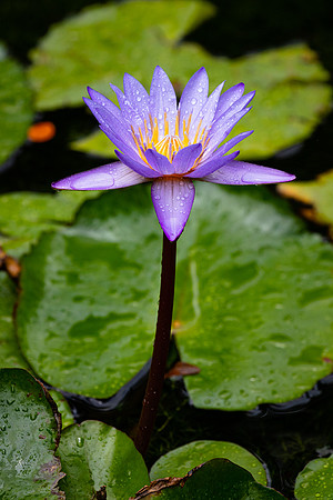 Lily Pond, Kauai