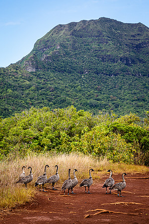 The Nene Congo-line, Kauai