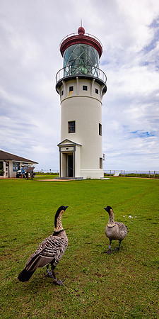 Watch Me Nene, Kilauea Lighthouse, Kauai