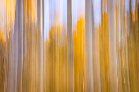 Aspen Trunks, Cottonbowl
