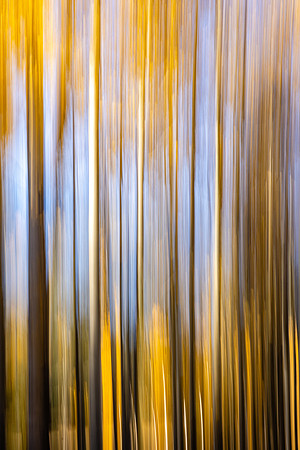 Aspen Streaks, Cottonbowl