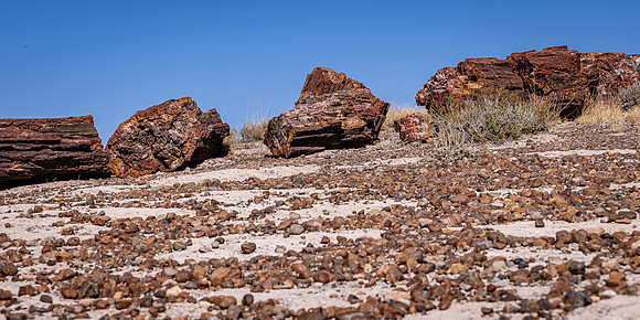 Pertified Logs and Rubble, Pertified Forest NP