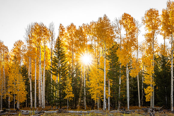 Backlight Aspens at Cottonbowl
