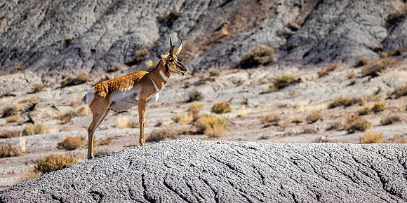 Pronghorn Pose, Pertified Forest NP
