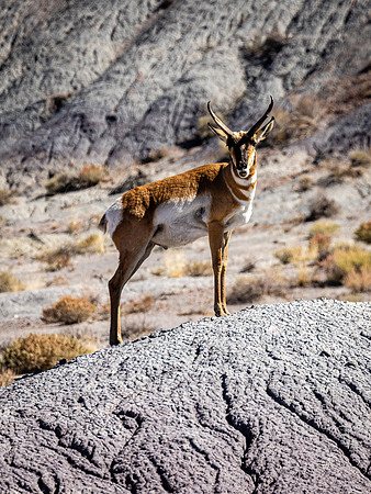 Pronghorn Gaze, Pertified Forest NP