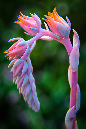 Live-Forever Bloom #2
