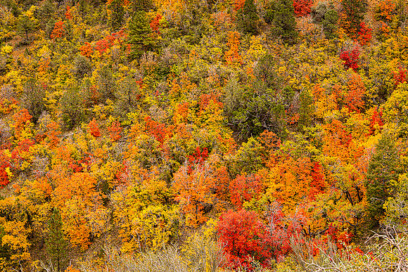 Autumn Potpouri, Mingus Mountain