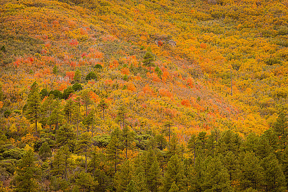 Mingus Mountainside Color
