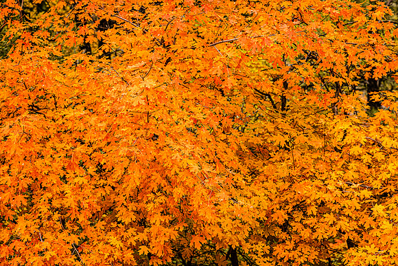 Maple Orange on Mingus Mountain
