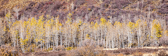 Aspen Row, Kachina Wilderness