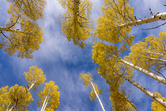 Aspen Sky, Snow Bowl, AZ