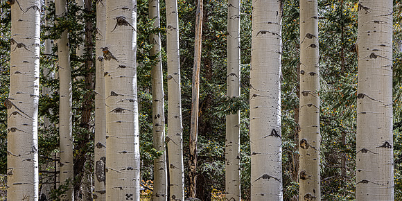 Snow Bowl Aspen Trunks
