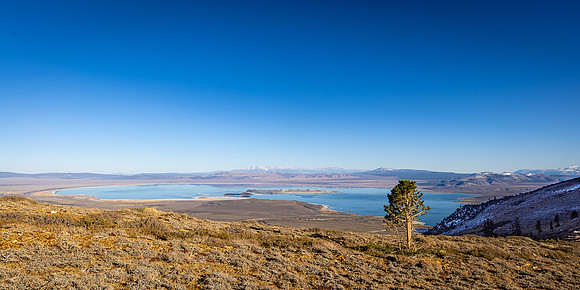 Lone Pine Overlooking Mono Basin