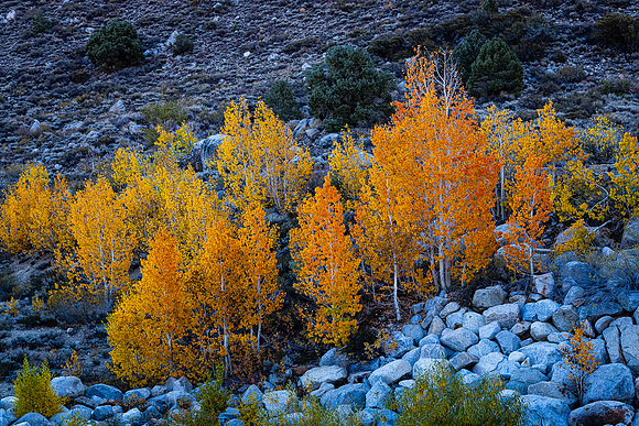 Intake Two Aspens, Bishop Creek