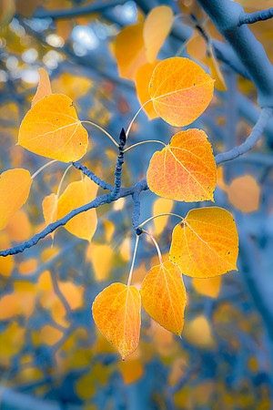 Golden Leaves, Buttermilk Hills