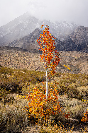 Lone Aspen, Buttermilk Hills