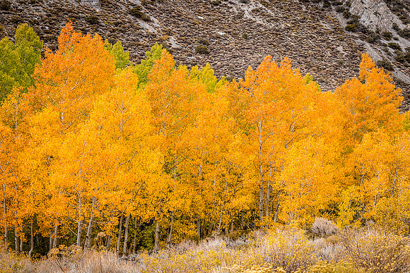 Buttermilk Hills Aspens