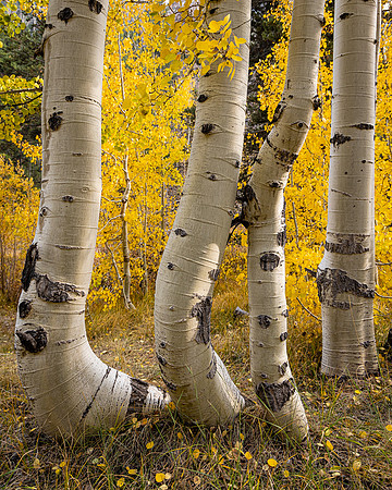 Bowed Apsens, North Lake Camp