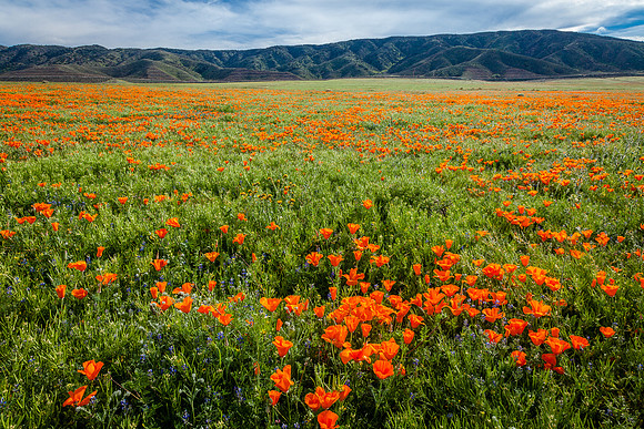 Antelope Valley Spring,  South End between 80th & 90th Street