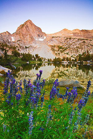 Treasure Lake Lupine, JMW