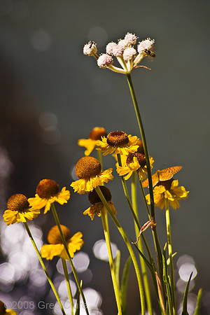 Butterfly, Bee & Ant