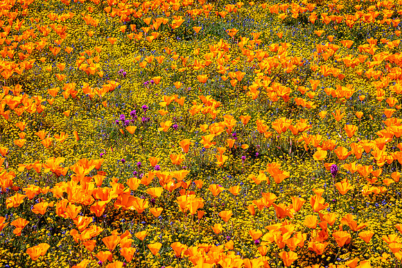 Poppy Potpourri, Antelope Valley
