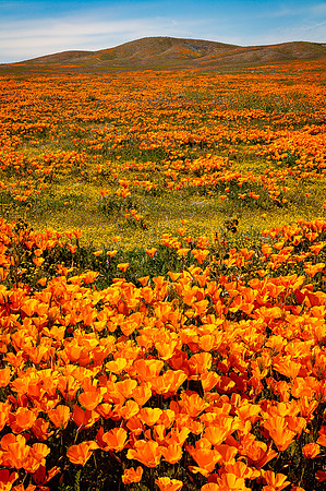Poppy Patches, Antelope Valley
