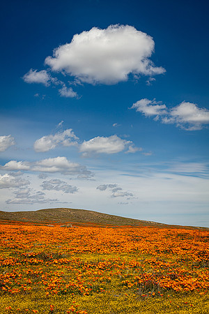Cottonball Cloud Over Poppy Patch, Antelope Valley
