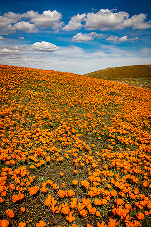 Poppy Hilltop. Antelope Valley