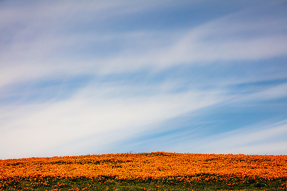 Big Sky Poppy Hilltop, Antelope Valley