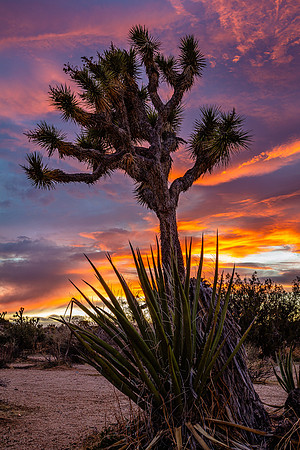 Yucca and Joshua Tree