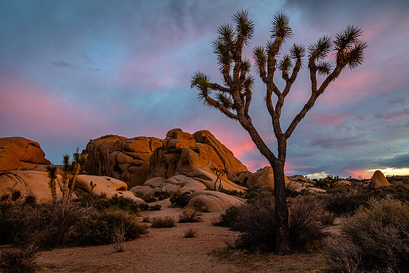 Twilight Joshua Tree